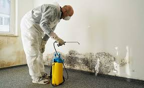 Why You Should Choose Our Mold Remediation Services in Cherokee, NC